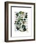 Squash Vine 2-Fab Funky-Framed Art Print