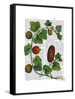 Squash Vine 3-Fab Funky-Framed Stretched Canvas