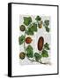 Squash Vine 3-Fab Funky-Framed Stretched Canvas