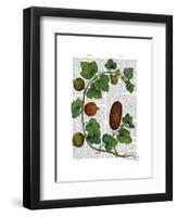 Squash Vine 3-Fab Funky-Framed Art Print