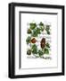 Squash Vine 3-Fab Funky-Framed Art Print