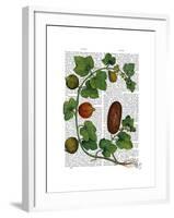 Squash Vine 3-Fab Funky-Framed Art Print