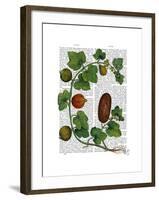 Squash Vine 3-Fab Funky-Framed Art Print