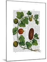 Squash Vine 3-Fab Funky-Mounted Art Print