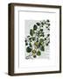 Squash Vine 4-Fab Funky-Framed Art Print