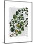 Squash Vine 4-Fab Funky-Mounted Art Print