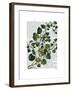 Squash Vine 4-Fab Funky-Framed Art Print