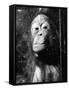 Squashed Orangutan-null-Framed Stretched Canvas