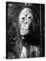 Squashed Orangutan-null-Stretched Canvas