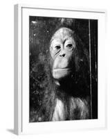 Squashed Orangutan-null-Framed Photographic Print