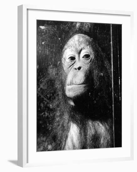 Squashed Orangutan-null-Framed Photographic Print