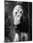 Squashed Orangutan-null-Mounted Photographic Print