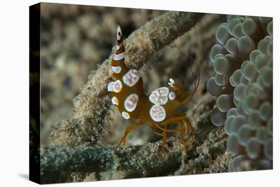 Squat Anemone Shrimp, Side View, Gorontalo, Sulawesi, Indonesia-null-Stretched Canvas