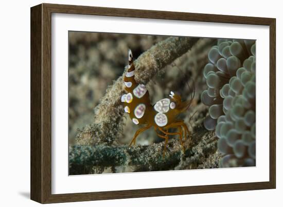 Squat Anemone Shrimp, Side View, Gorontalo, Sulawesi, Indonesia-null-Framed Photographic Print