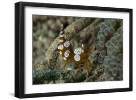 Squat Anemone Shrimp, Side View, Gorontalo, Sulawesi, Indonesia-null-Framed Photographic Print