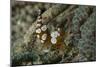 Squat Anemone Shrimp, Side View, Gorontalo, Sulawesi, Indonesia-null-Mounted Photographic Print