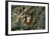 Squat Anemone Shrimp, Side View, Gorontalo, Sulawesi, Indonesia-null-Framed Photographic Print
