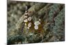 Squat Anemone Shrimp, Side View, Gorontalo, Sulawesi, Indonesia-null-Mounted Photographic Print