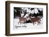 Squaw Valley, California - White Tail Buck & Doe - Lantern Press Photography (James T. Jones)-Lantern Press-Framed Photographic Print