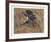 Squawking Honker-Allen Friedman-Framed Limited Edition