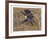 Squawking Honker-Allen Friedman-Framed Limited Edition