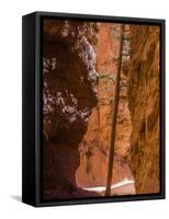 Squeezed Tree Growing at Wall Street, Bryce Canyon National Park, Utah, USA-Tom Norring-Framed Stretched Canvas