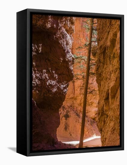 Squeezed Tree Growing at Wall Street, Bryce Canyon National Park, Utah, USA-Tom Norring-Framed Stretched Canvas
