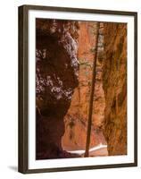 Squeezed Tree Growing at Wall Street, Bryce Canyon National Park, Utah, USA-Tom Norring-Framed Premium Photographic Print