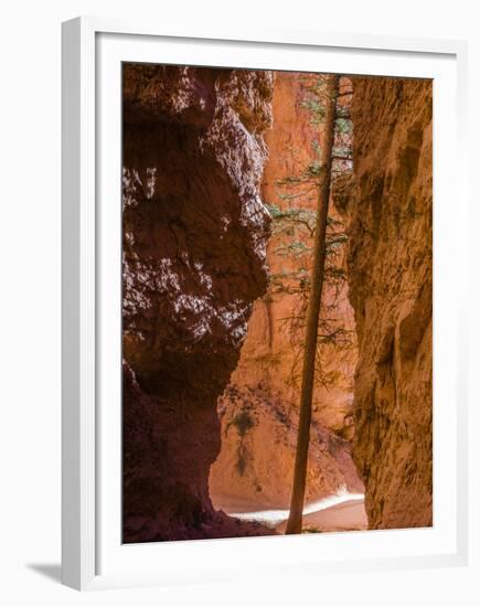 Squeezed Tree Growing at Wall Street, Bryce Canyon National Park, Utah, USA-Tom Norring-Framed Premium Photographic Print