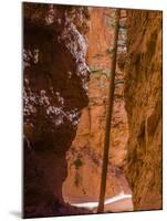 Squeezed Tree Growing at Wall Street, Bryce Canyon National Park, Utah, USA-Tom Norring-Mounted Premium Photographic Print