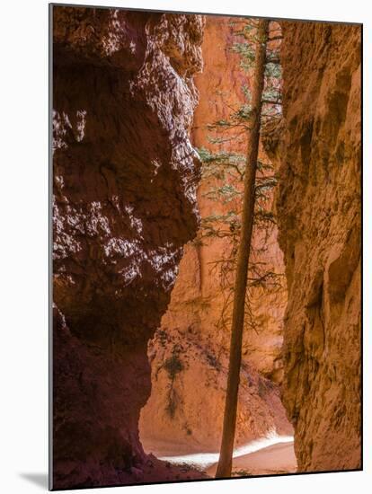 Squeezed Tree Growing at Wall Street, Bryce Canyon National Park, Utah, USA-Tom Norring-Mounted Premium Photographic Print