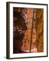 Squeezed Tree Growing at Wall Street, Bryce Canyon National Park, Utah, USA-Tom Norring-Framed Photographic Print