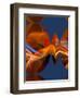 Squeezed-Ruth Palmer-Framed Art Print