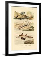 Squid, 1833-39-null-Framed Giclee Print