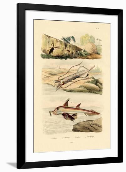 Squid, 1833-39-null-Framed Giclee Print