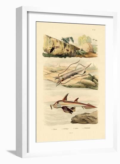 Squid, 1833-39-null-Framed Giclee Print