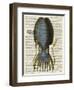 Squid 1-Tina Carlson-Framed Art Print