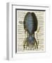 Squid 1-Tina Carlson-Framed Art Print