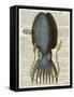 Squid 1-Tina Carlson-Framed Stretched Canvas