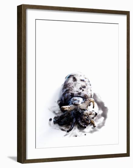 Squid in its Own Ink-Nicolas Lemonnier-Framed Photographic Print