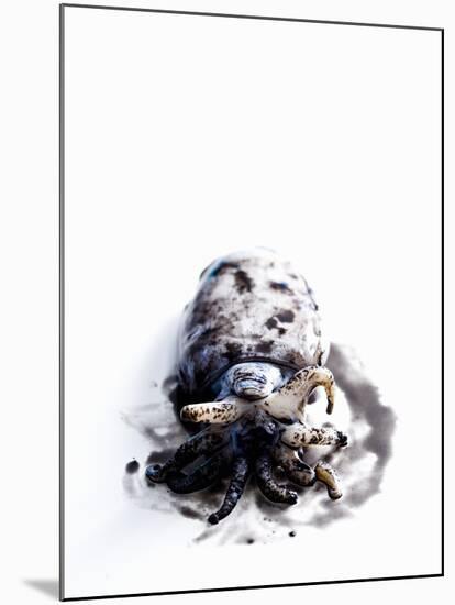 Squid in its Own Ink-Nicolas Lemonnier-Mounted Photographic Print