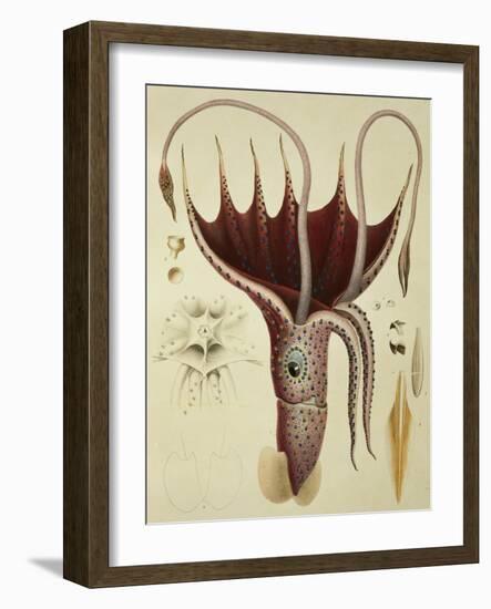 Squid, Pl.2 from "Histoire Naturelle Generale Et Particuliere Des Cephalopodes Acetabuliferes"-Antoine Chazal-Framed Giclee Print