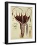 Squid, Pl.2 from "Histoire Naturelle Generale Et Particuliere Des Cephalopodes Acetabuliferes"-Antoine Chazal-Framed Giclee Print