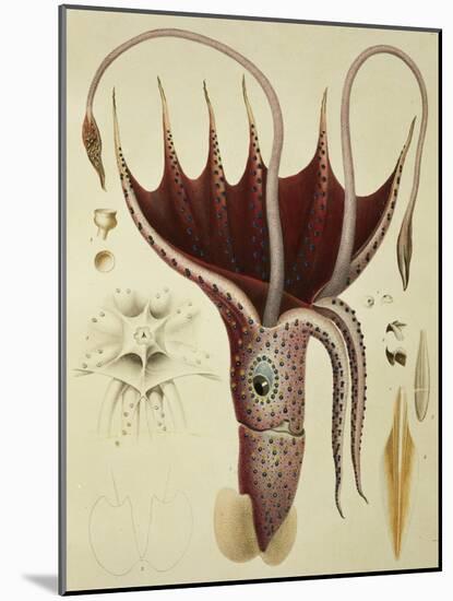 Squid, Pl.2 from "Histoire Naturelle Generale Et Particuliere Des Cephalopodes Acetabuliferes"-Antoine Chazal-Mounted Giclee Print