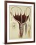 Squid, Pl.2 from "Histoire Naturelle Generale Et Particuliere Des Cephalopodes Acetabuliferes"-Antoine Chazal-Framed Giclee Print