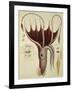 Squid, Pl.2 from "Histoire Naturelle Generale Et Particuliere Des Cephalopodes Acetabuliferes"-Antoine Chazal-Framed Giclee Print