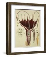 Squid, Pl.2 from "Histoire Naturelle Generale Et Particuliere Des Cephalopodes Acetabuliferes"-Antoine Chazal-Framed Giclee Print