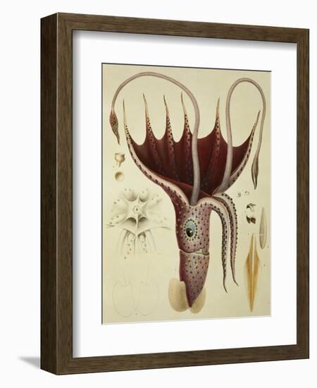 Squid, Pl.2 from "Histoire Naturelle Generale Et Particuliere Des Cephalopodes Acetabuliferes"-Antoine Chazal-Framed Giclee Print