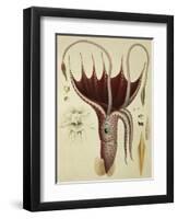 Squid, Pl.2 from "Histoire Naturelle Generale Et Particuliere Des Cephalopodes Acetabuliferes"-Antoine Chazal-Framed Giclee Print