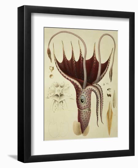 Squid, Pl.2 from "Histoire Naturelle Generale Et Particuliere Des Cephalopodes Acetabuliferes"-Antoine Chazal-Framed Giclee Print